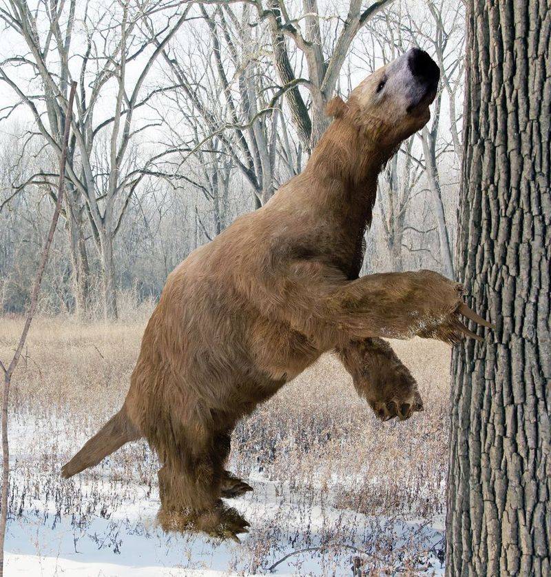 Lessons From The Mylodon's Adaptations