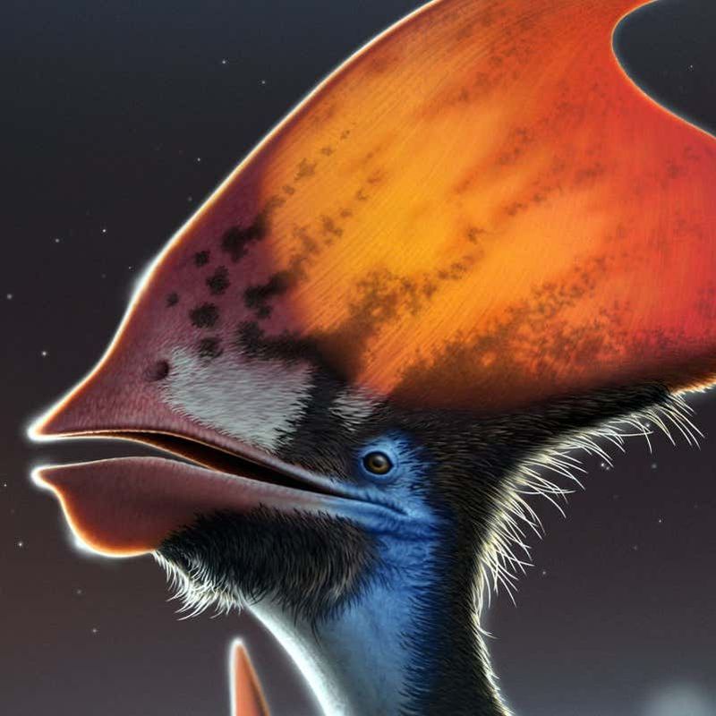 The Impact Of Fur On Pterosaur Appearance And Behavior