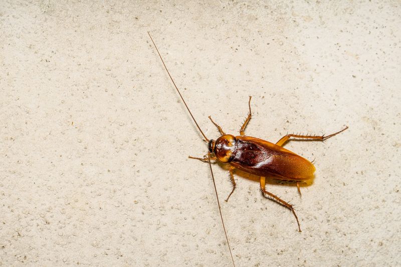 Radiation-Resistant Wonders: Cockroaches