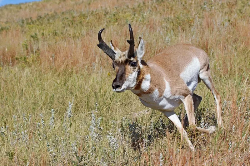 Not Actually Antelopes