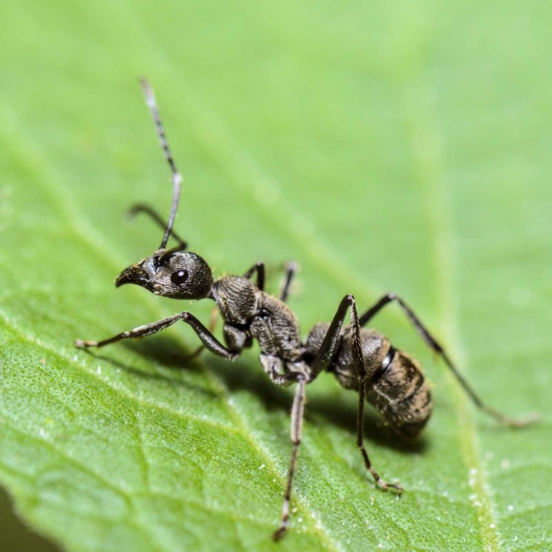 Diet Of Exotic Microfauna