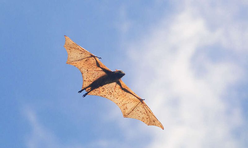Flight In Birds, Bats, And Insects
