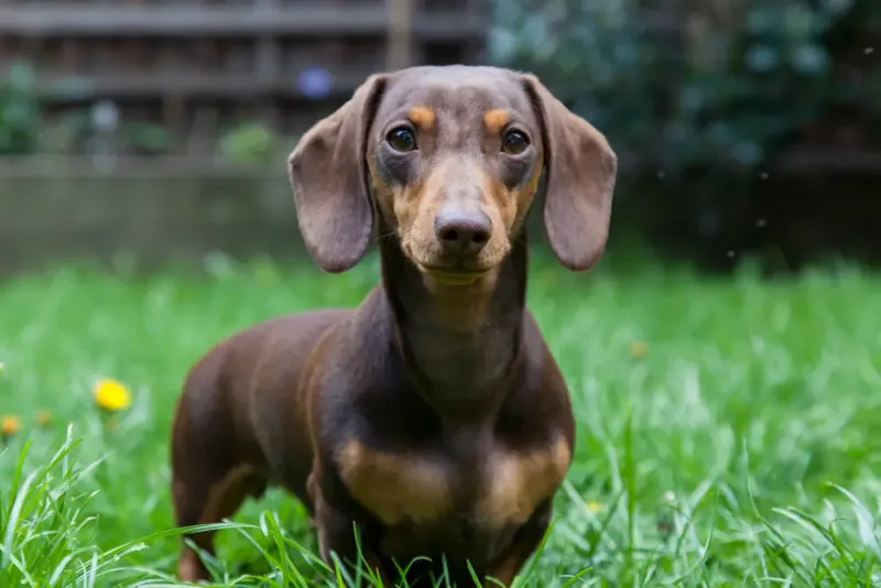 Low-Maintenance Grooming Needs