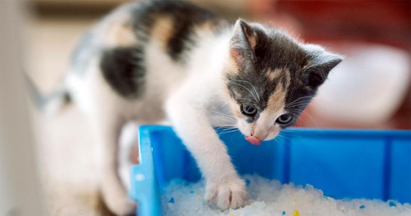 Unexplained Litter Box Issues