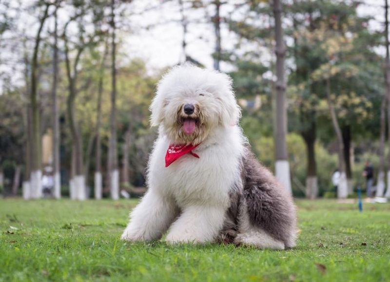 High Grooming Needs: Old English Sheepdogs