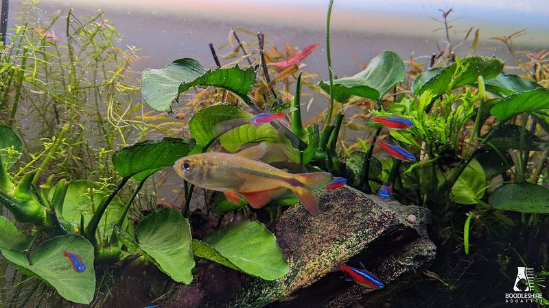 Aggressive Fin Nipping
