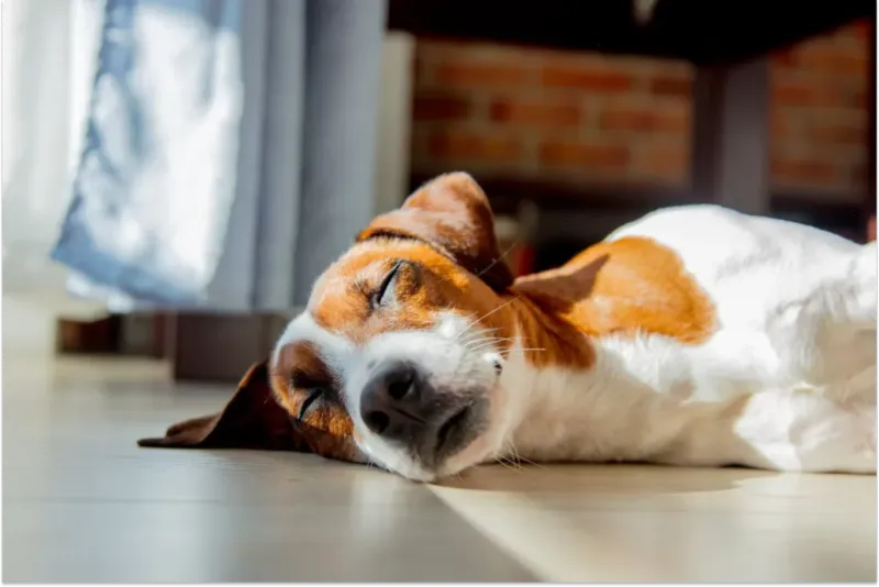 Twitching While Sleeping