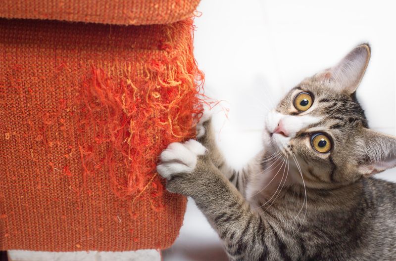Obsessive Scratching Everywhere