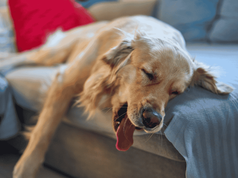 Increased Sleep Or Lethargy