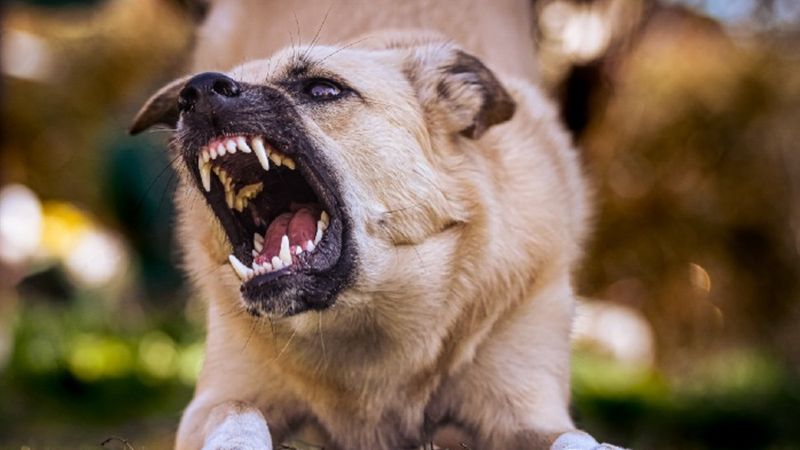 Aggressive Behavior Changes