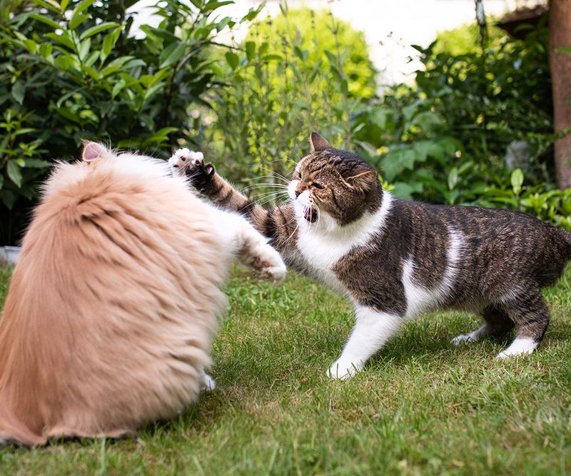 Redirected Aggression Toward Other Pets