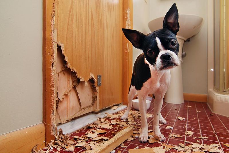 Destructive Behavior