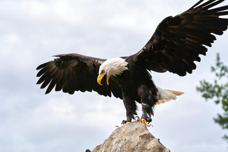 Always Majestic