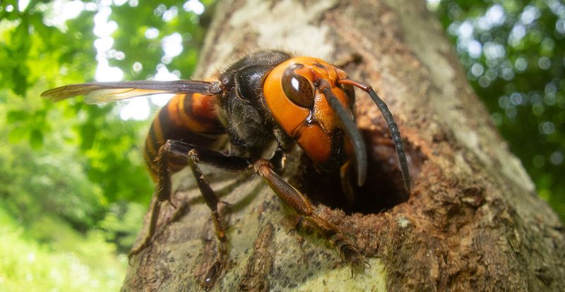Japanese Hornet