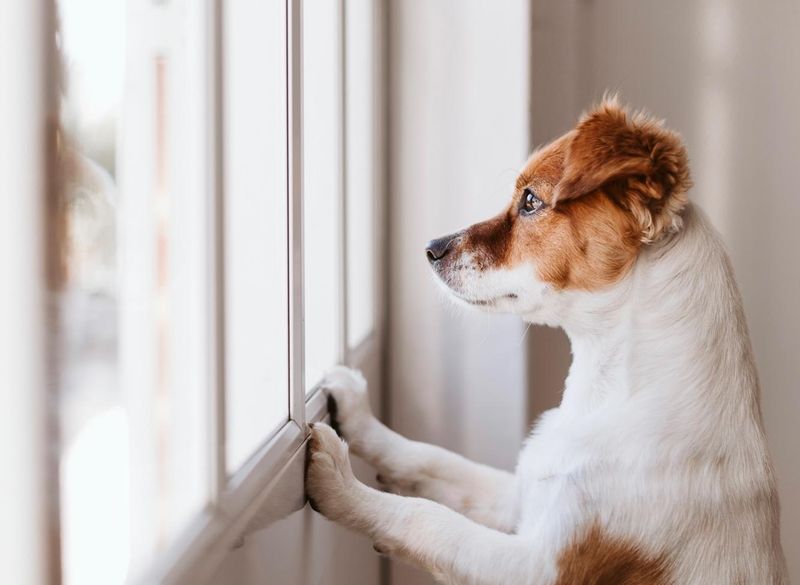 Dealing With Separation Anxiety