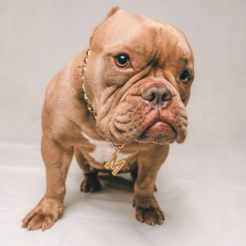 Grooming: Low-Maintenance Coats, High-Maintenance Wrinkles