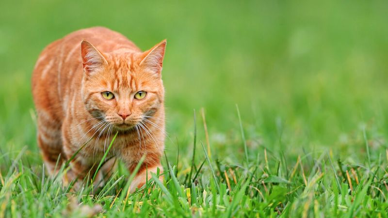 Hunting Instincts