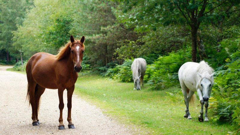 New Forest Pony: Versatile English Treasure