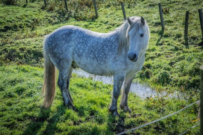 Highland Pony