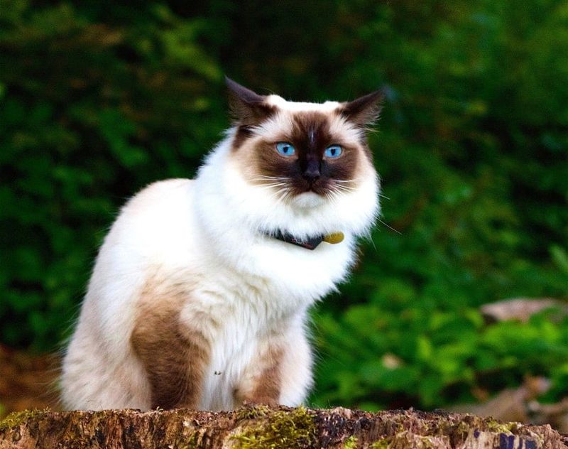 Himalayan + Ragdoll = Himalayan Ragdoll