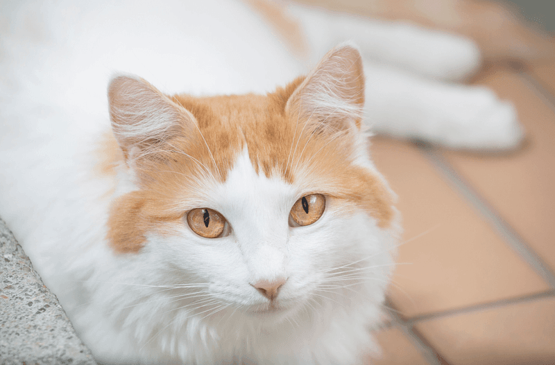 Turkish Van's Waterproof Feelings