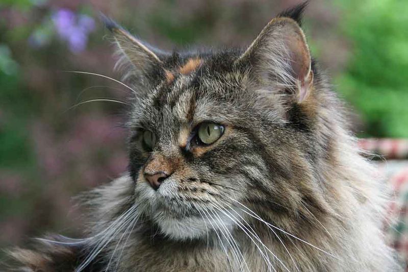 American Shorthair Maine Coon Mix
