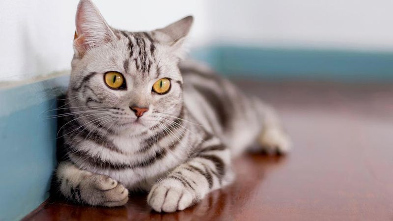 American Shorthair: Time-Tested Reliability