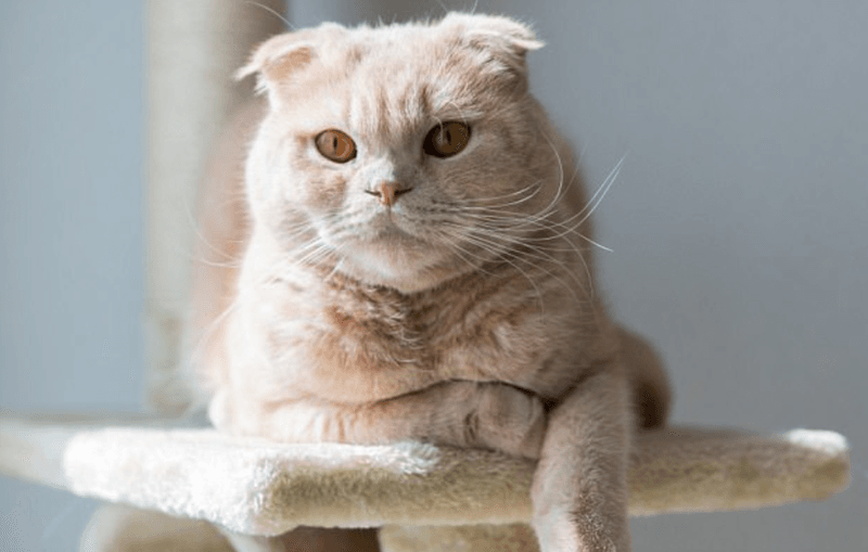 Playful Scottish Fold