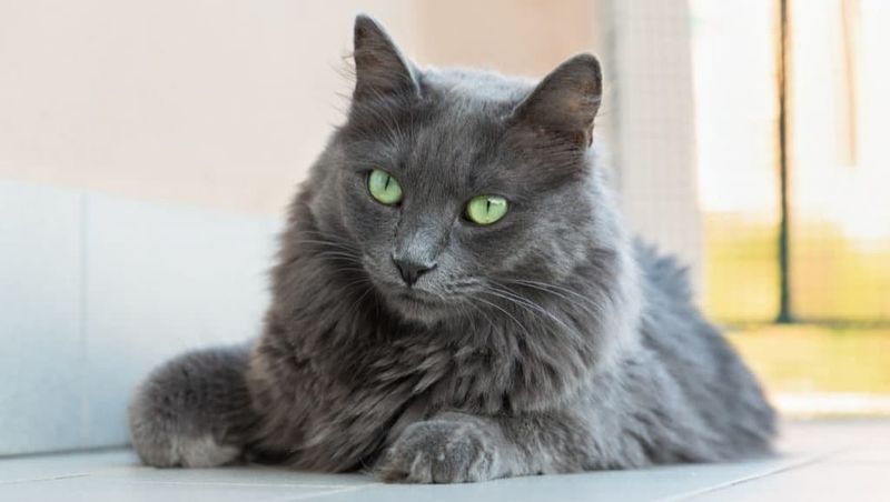 Nebelung: The Intuition Master