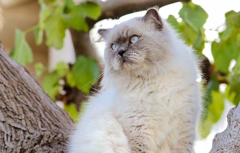 Himalayan: The Decorative Darling
