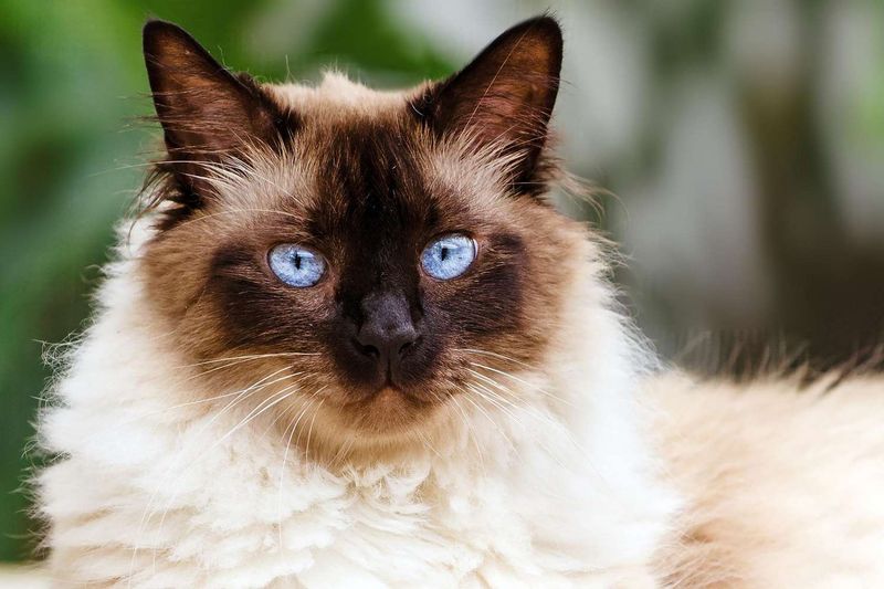 Birman: The Silken Sidekick
