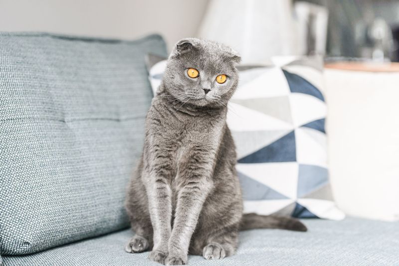 Scottish Fold