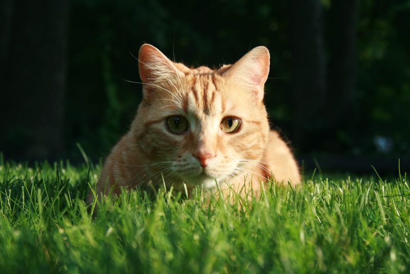 Feral Cats Thrive Against All Odds