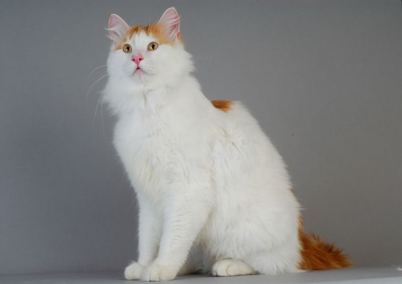 Elegant Turkish Van