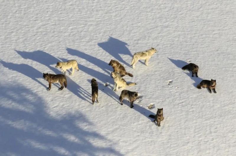 Allowing Aerial Hunting