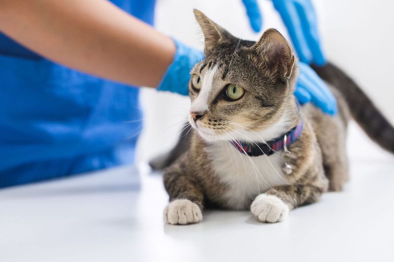 Skimping On Veterinary Care