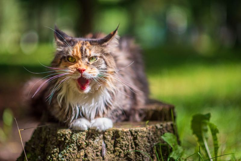 Territorial With Other Pets