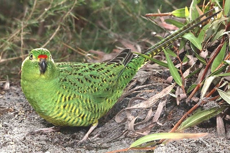 The Mysterious 'Ghost' Bird: A Century-Long Search Comes To An End