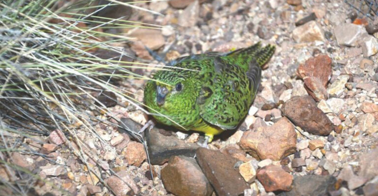 Experts Can’t Believe They’ve Spotted The Elusive ‘Ghost’ Bird After A Century