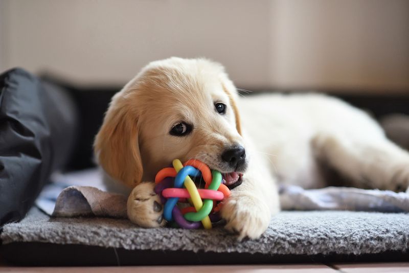 Chewing Opportunities