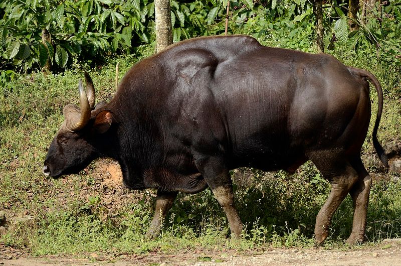 Wild Cattle Species: A Look At Nature's Untamed Bovines