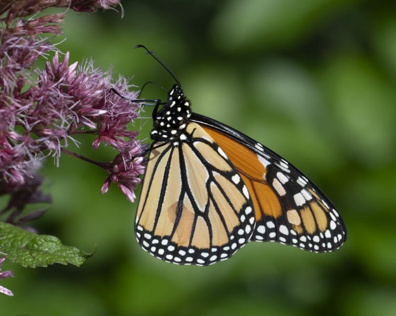 Delaware's Best Butterfly Trails: Where To See Monarchs This Season
