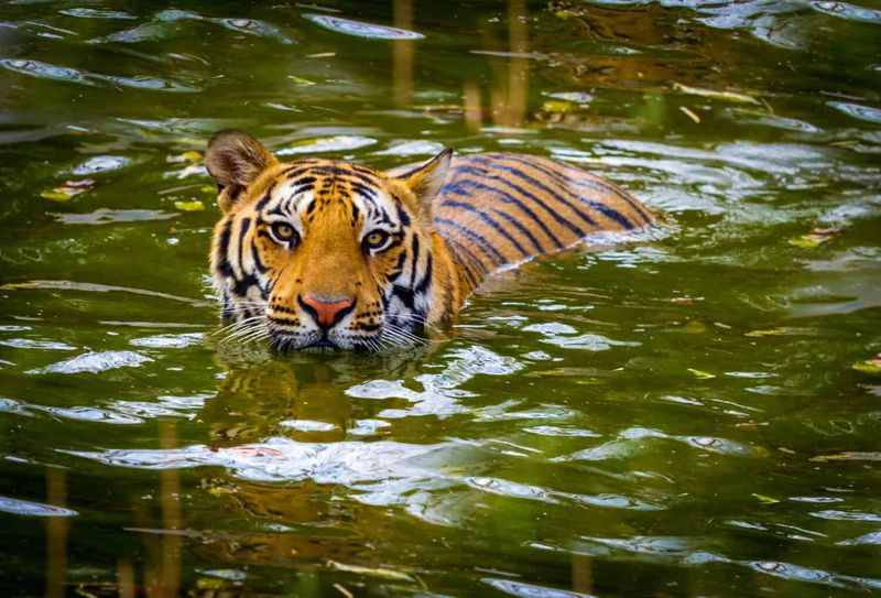 Surprising Swimming Prowess