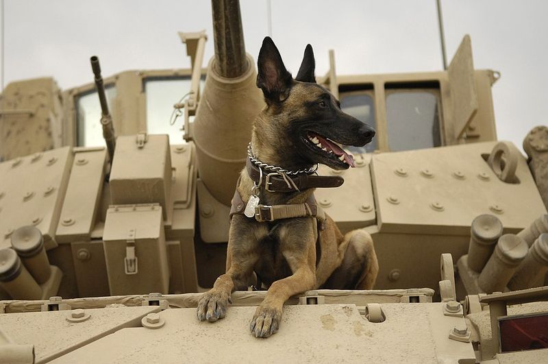 Scout And Patrol Partners