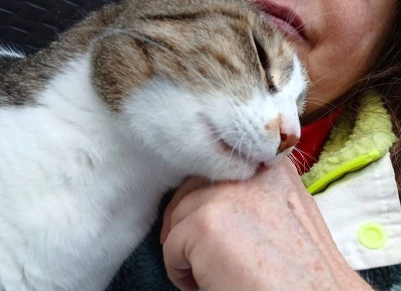 Headbutts And Face Rubbing