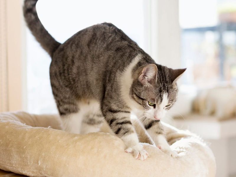 Kneading Paws