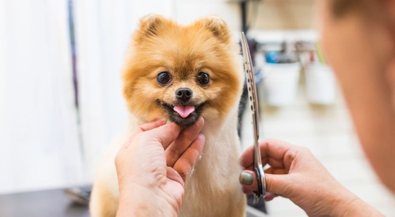 Positive Experiences At The Groomer