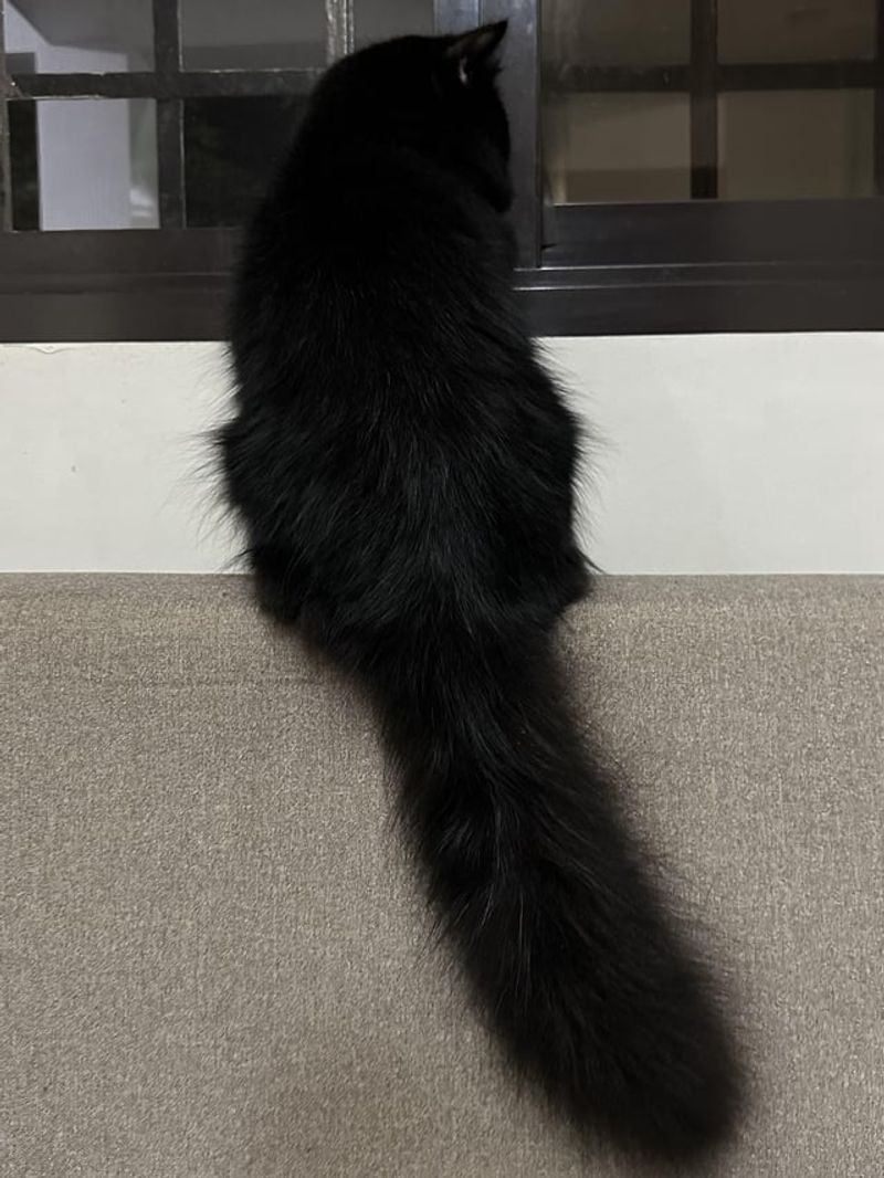 Luxurious Tail Plume
