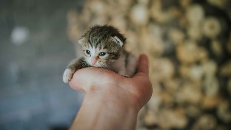 Eternal Kitten Cuteness
