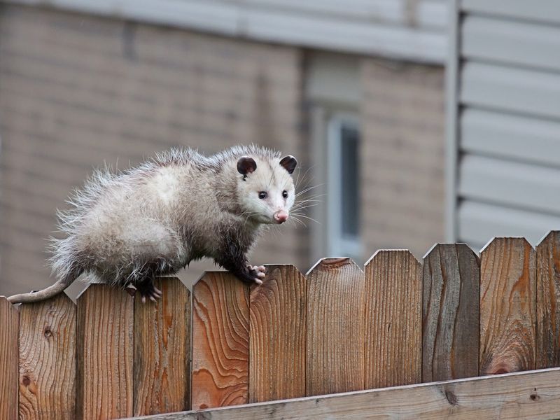 Cable-Chewing Bandits: Opossums